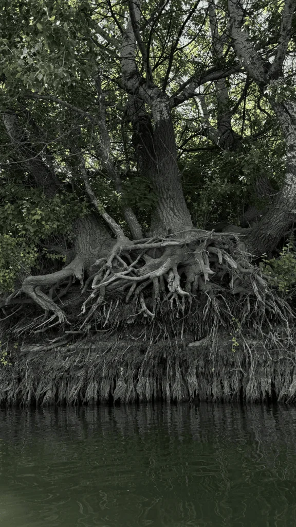 Пугачены — Сияние июля 9 Пугачены — Сияние июля 9